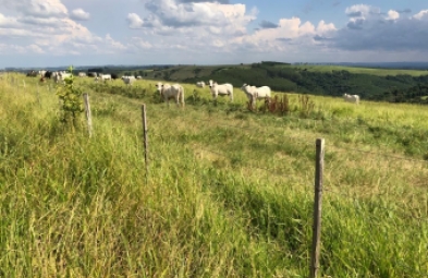Fazenda para venda em Riversul